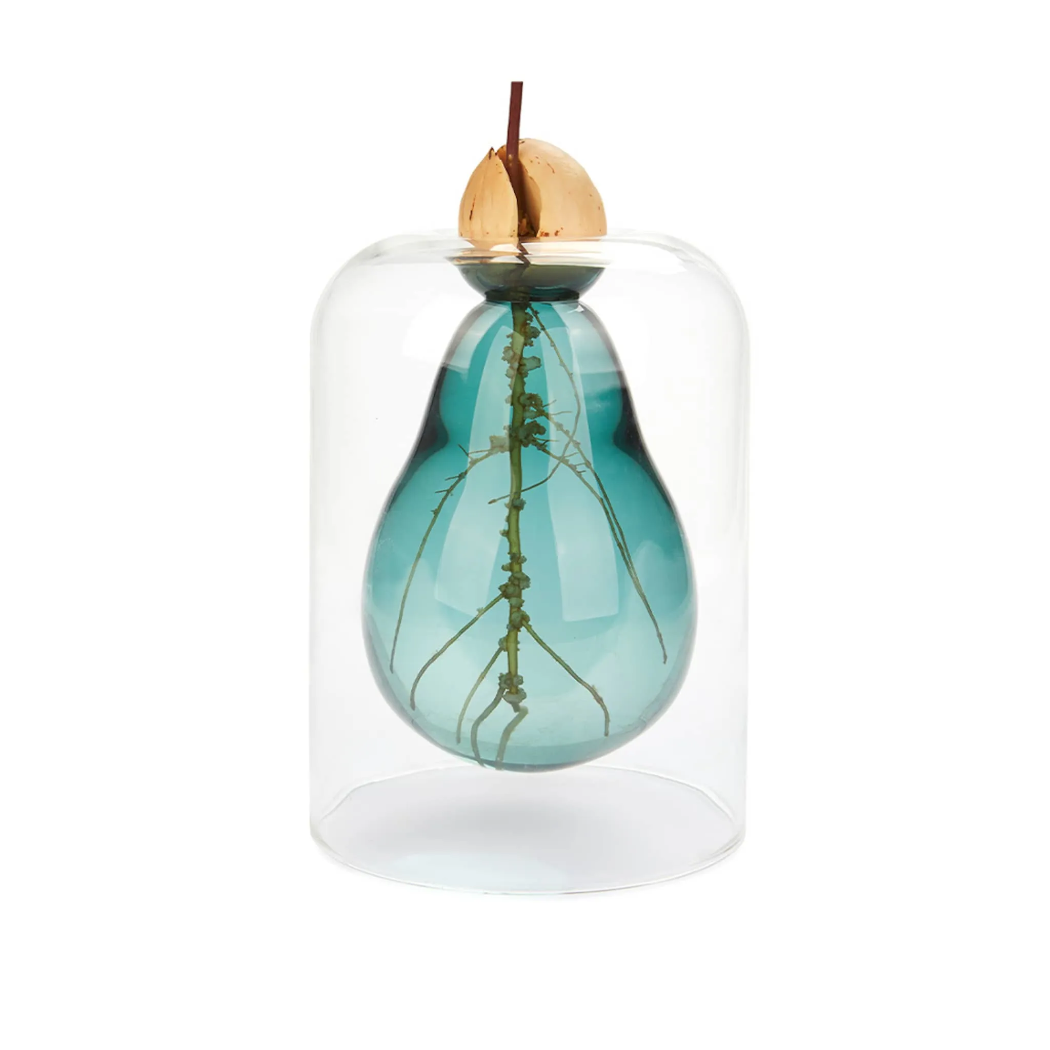 Avocado Seed Glass Vase