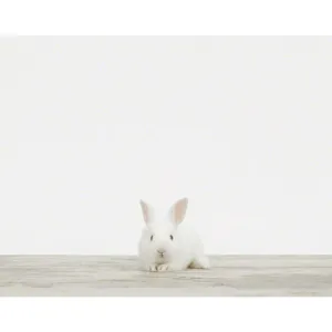 Baby Bunny No. 1 Print