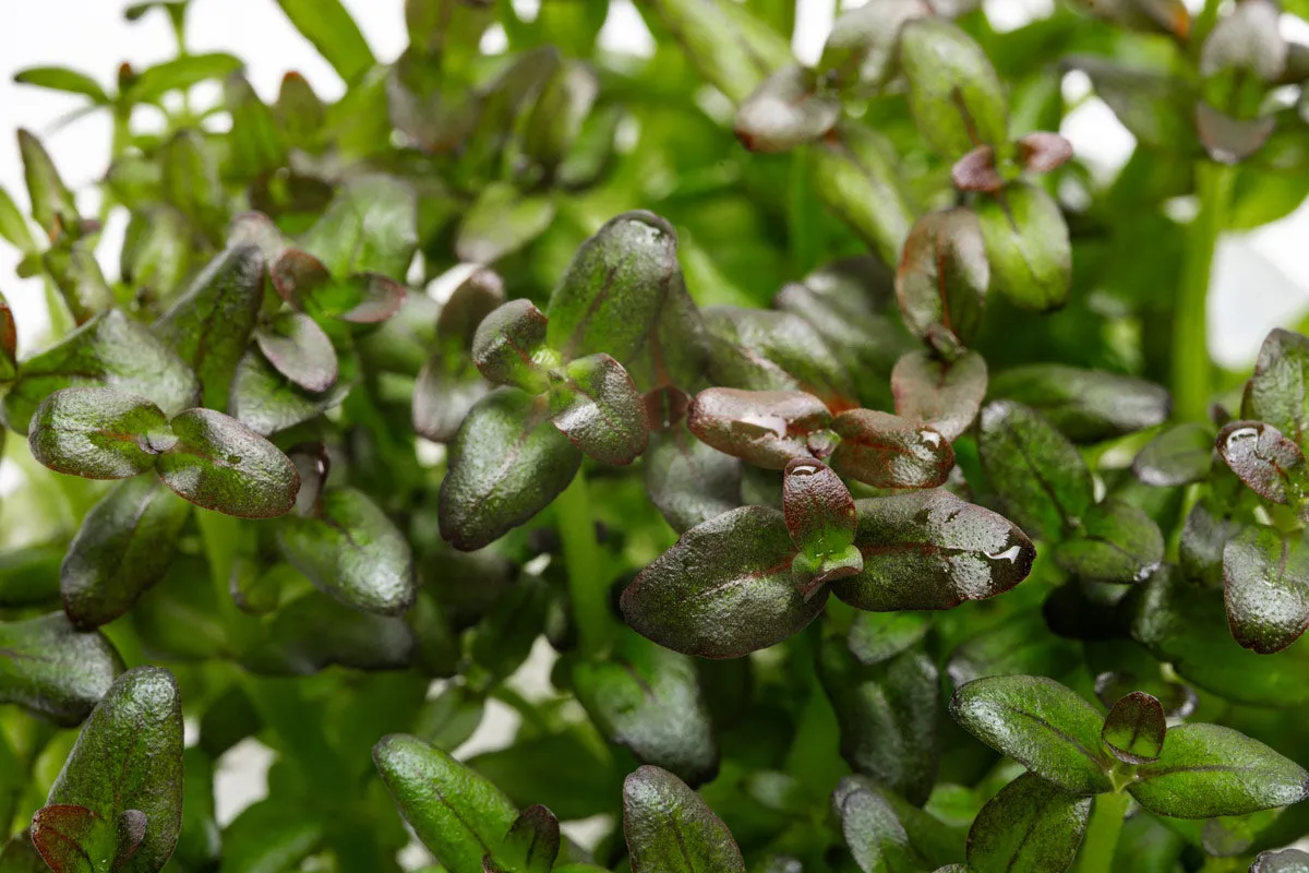 Bacopa Salzmannii Purple