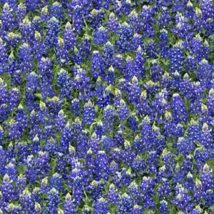 Blue Bonnets Floral, Timeless Treasures