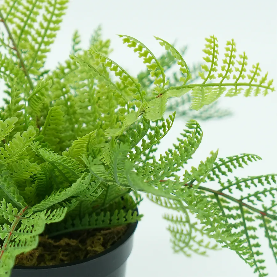 Boston Fern