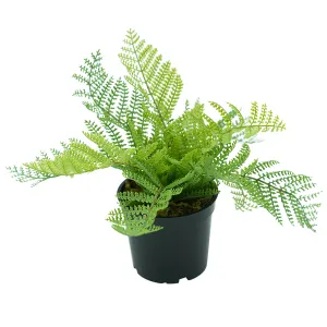 Boston Fern