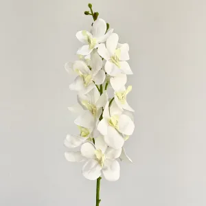 Dendrobium Cream Orchid