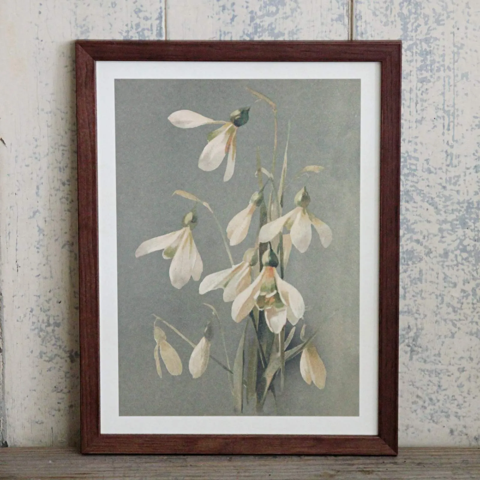 Vintage Flower Print - Snowdrops