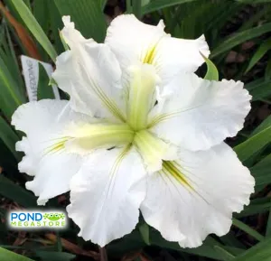 Waihi Wedding White Iris